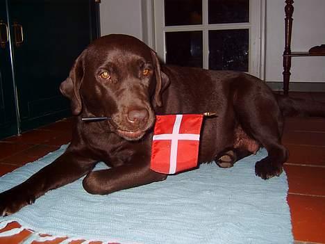 Labrador retriever Bine (fjante) billede 19