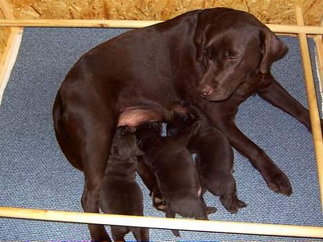 Labrador retriever Bine (fjante) - Fjantes med sine hvalpe født den 5/3 2005 billede 20