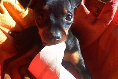 Dvaergpinscher Ninja billede 1