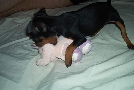 Dvaergpinscher Ninja billede 2