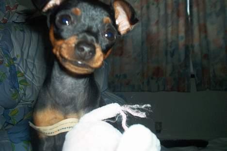 Dvaergpinscher Ninja billede 3