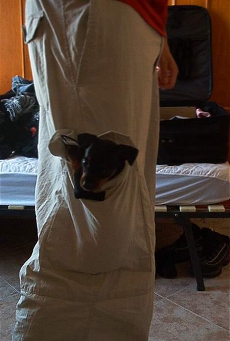 Dvaergpinscher Ninja billede 4