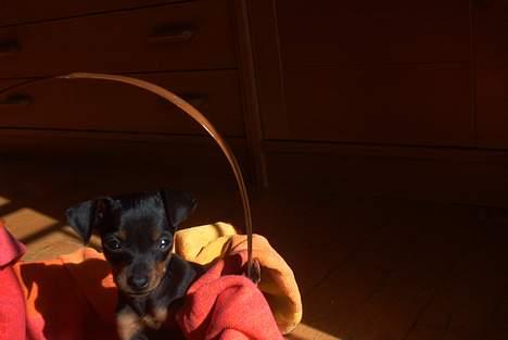 Dvaergpinscher Ninja billede 5