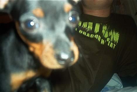 Dvaergpinscher Ninja billede 6