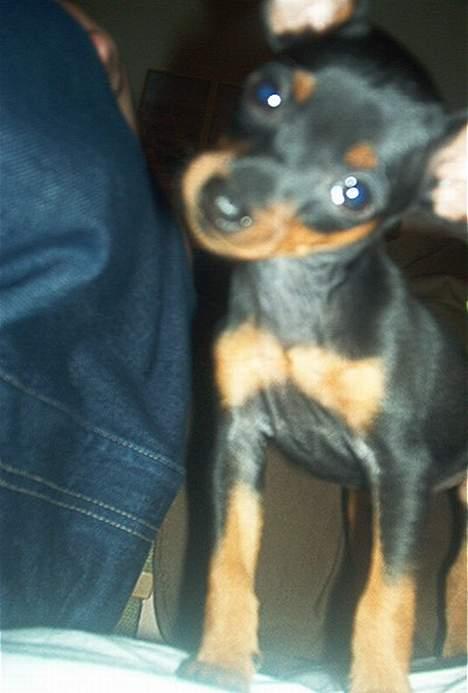 Dvaergpinscher Ninja billede 7