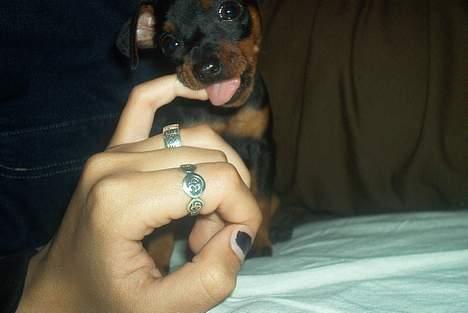 Dvaergpinscher Ninja billede 8