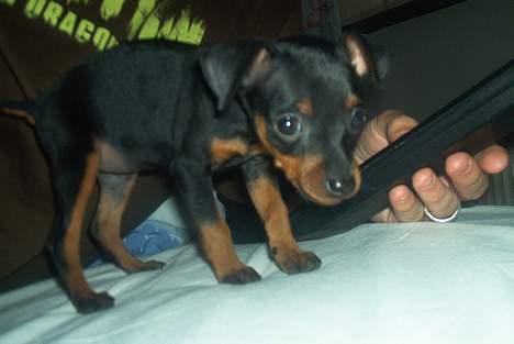 Dvaergpinscher Ninja billede 9