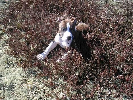 Amerikansk staffordshire terrier Cæsar billede 3