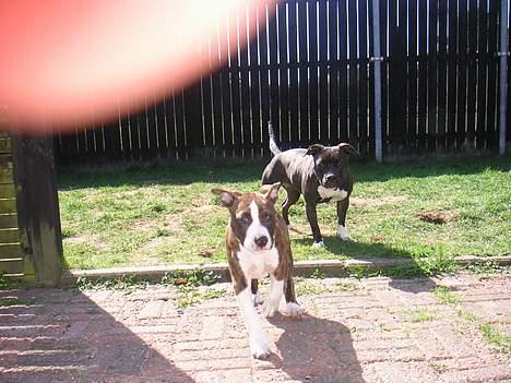 Amerikansk staffordshire terrier Cæsar - whiiiiii... billede 4