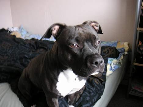 Amerikansk staffordshire terrier Brava billede 4