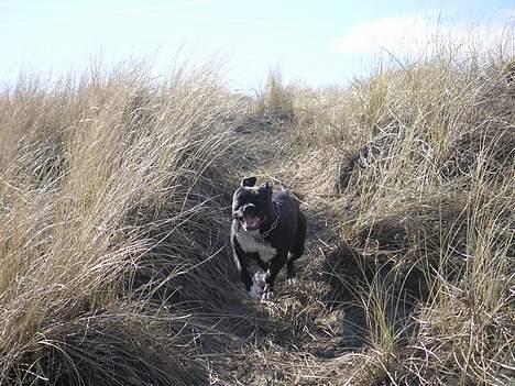 Amerikansk staffordshire terrier Brava billede 5