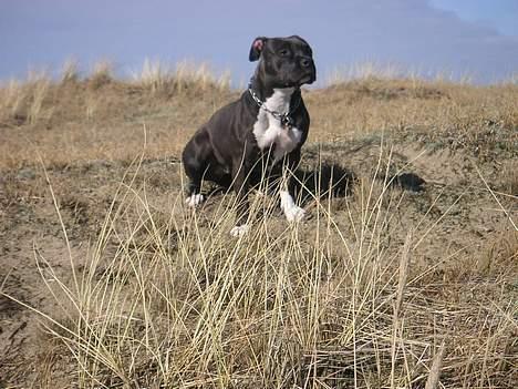 Amerikansk staffordshire terrier Brava billede 6