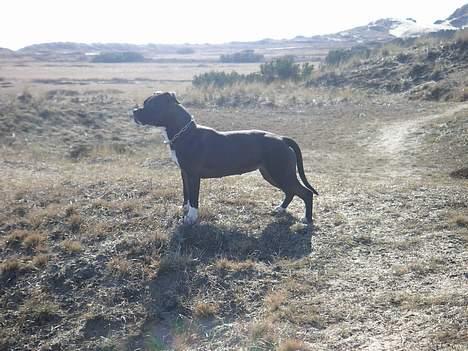 Amerikansk staffordshire terrier Brava billede 7