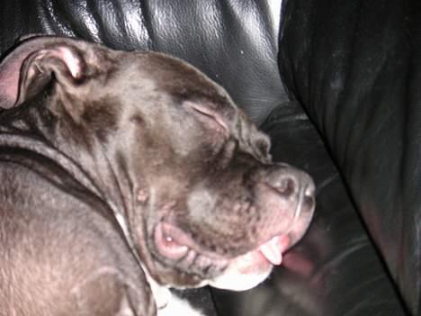 Amerikansk staffordshire terrier Brava billede 8