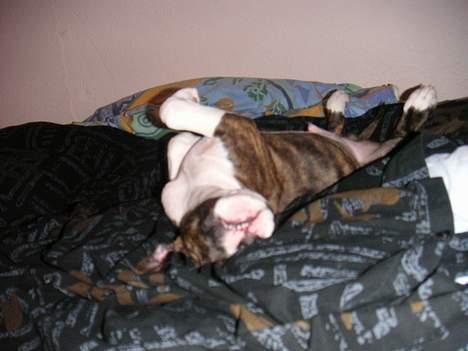 Amerikansk staffordshire terrier Cæsar billede 5