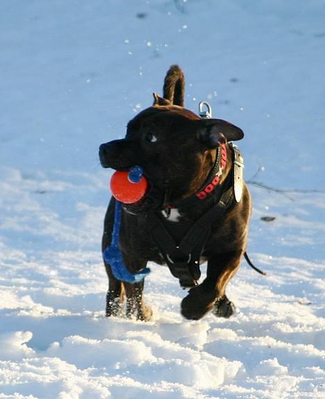 Staffordshire bull terrier DKCH.Enoddens Kind Devil - Devil i sneen med sin bold !!! billede 3