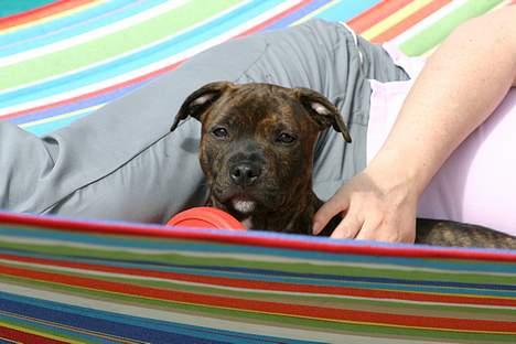 Staffordshire bull terrier DKCH.Enoddens Kind Devil - En tur med mor i hængekøjen billede 4