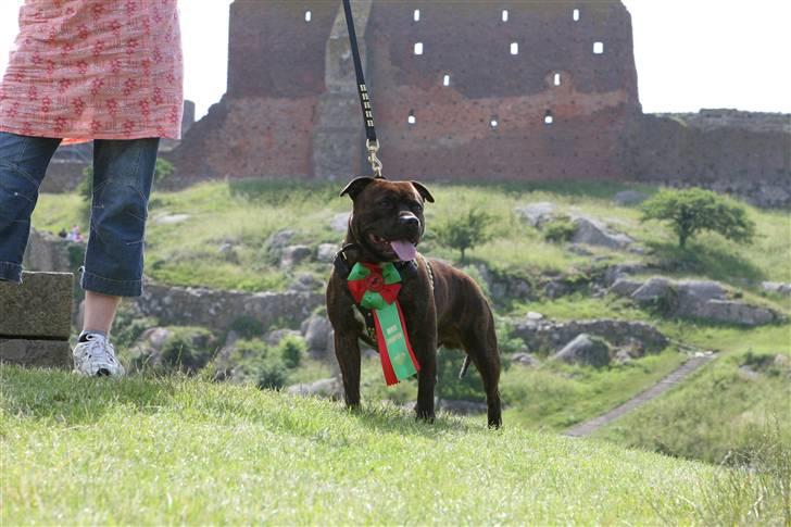 Staffordshire bull terrier DKCH.Enoddens Kind Devil - Devil Dansk Champion d.1/7-07 billede 5