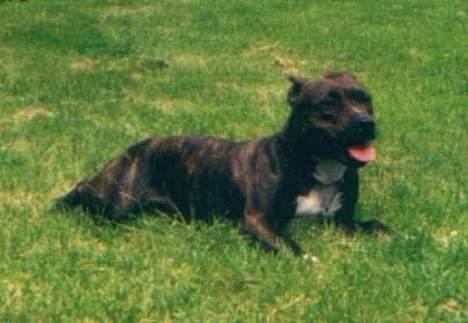 Amerikansk staffordshire terrier Betty Boop Magic Charm billede 13