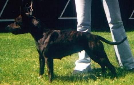 Amerikansk staffordshire terrier Betty Boop Magic Charm billede 14