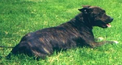 Amerikansk staffordshire terrier Betty Boop Magic Charm billede 15