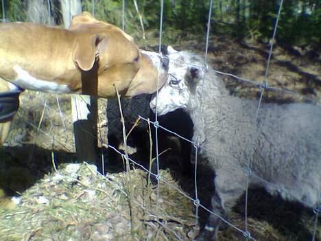 Amerikansk staffordshire terrier Chika's Lille Lemmy - Lemmy koser lammet.. billede 17