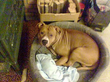 Amerikansk staffordshire terrier Chika's Lille Lemmy - Tenn i ovnen da! billede 18