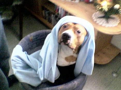 Amerikansk staffordshire terrier Chika's Lille Lemmy - Lemmy fikk teppe av farmor i julegave! Se så glad han ble!! billede 20