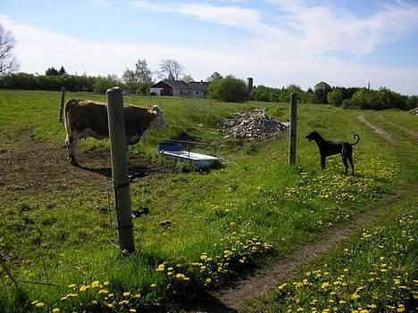 Dobermann Max billede 11
