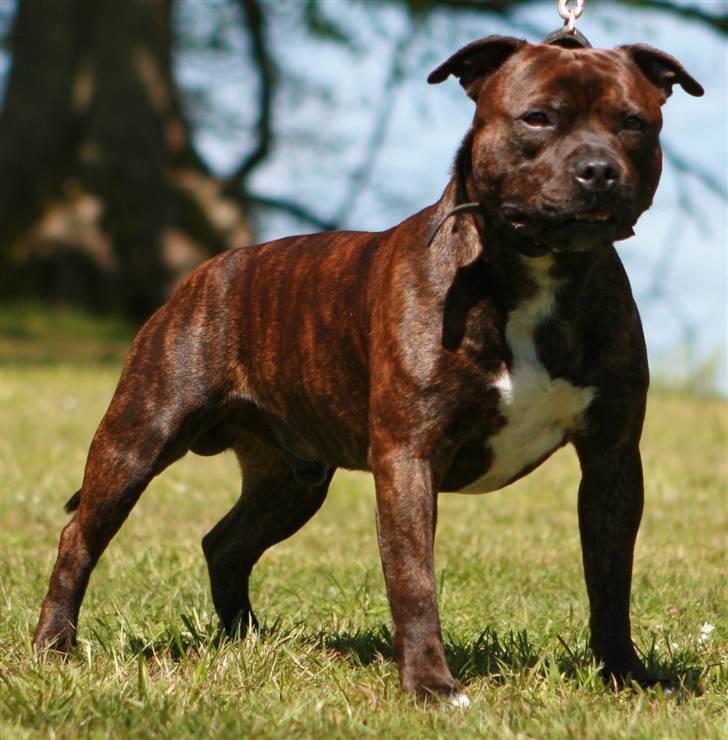 Staffordshire bull terrier DKCH.Enoddens Kind Devil - Smukke Devil billede 8