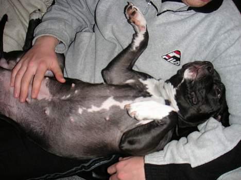 Amerikansk staffordshire terrier Brava billede 9