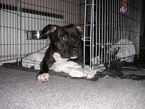 Amerikansk staffordshire terrier Brava billede 10