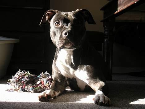 Amerikansk staffordshire terrier Brava billede 11