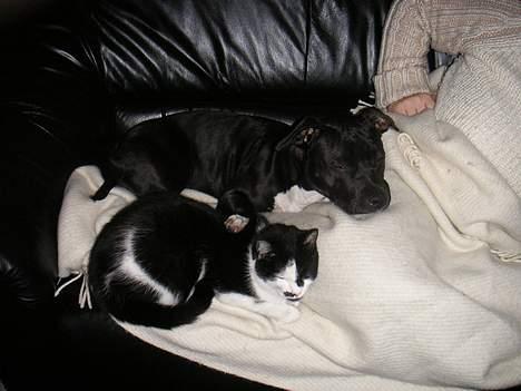 Amerikansk staffordshire terrier Brava billede 12