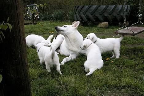 Hvid schæfer *Angelina* - leg med mine skønne små billede 11