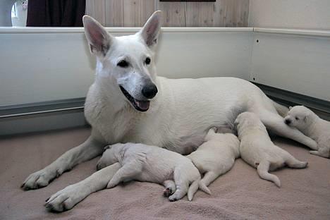 Hvid schæfer *Angelina* billede 12