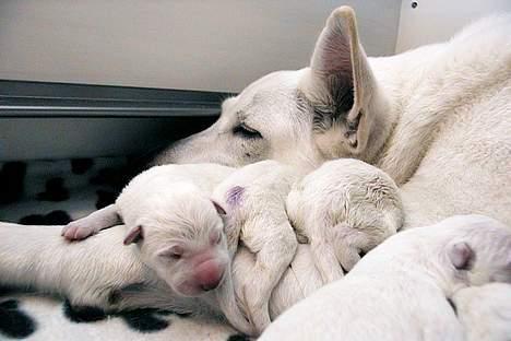 Hvid schæfer *Angelina* billede 13