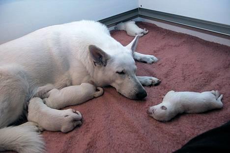 Hvid schæfer *Angelina* billede 14