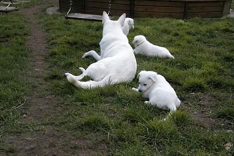 Hvid schæfer *Angelina* billede 15