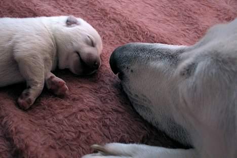 Hvid schæfer *Angelina* billede 16