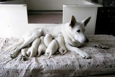 Hvid schæfer *Angelina* billede 17