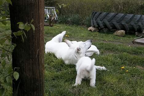 Hvid schæfer *Angelina* billede 18