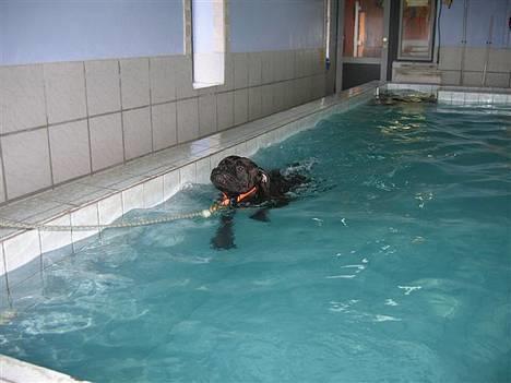 Bullmastiff Attollo - Tollo er kommet i svømmehallen.. billede 6