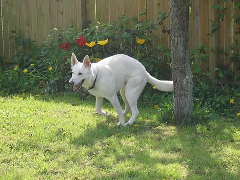 Hvid Schweizisk Hyrdehund Ursus - åh....så er jeg færdig billede 11