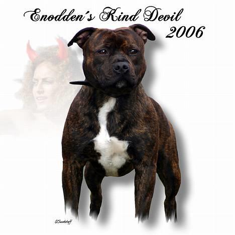 Staffordshire bull terrier DKCH.Enoddens Kind Devil - Devil  billede 9