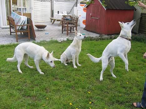 Hvid Schweizisk Hyrdehund Ursus - Jeg hopper altså højest billede 13