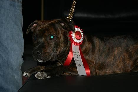 Staffordshire bull terrier DKCH.Enoddens Kind Devil - Devil`s 1. roset. Blev bedste hvalp i racen i Hårlev. d.18/9-05. billede 10