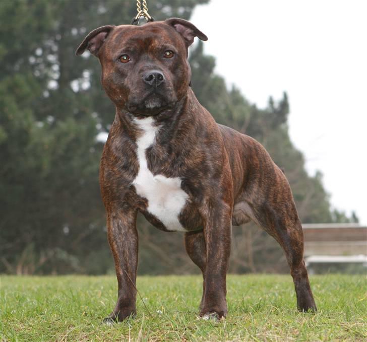 Staffordshire bull terrier DKCH.Enoddens Kind Devil - DKCH. Devil 3 år. billede 11