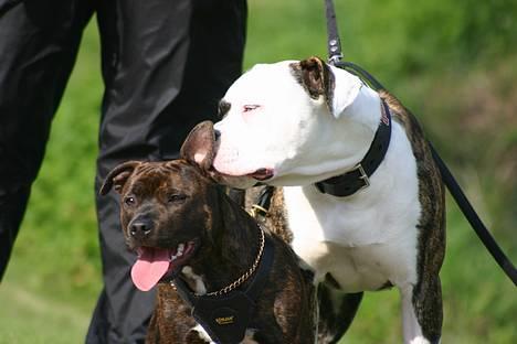 Staffordshire bull terrier DKCH.Enoddens Kind Devil - Devil får nusset øre af Cielo billede 12