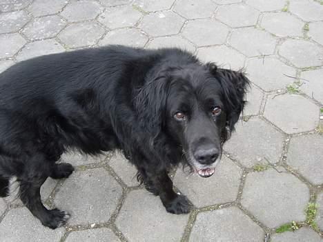 Blanding af racer Jack - Det er så mig! Igen.-..igen...igen... billede 11